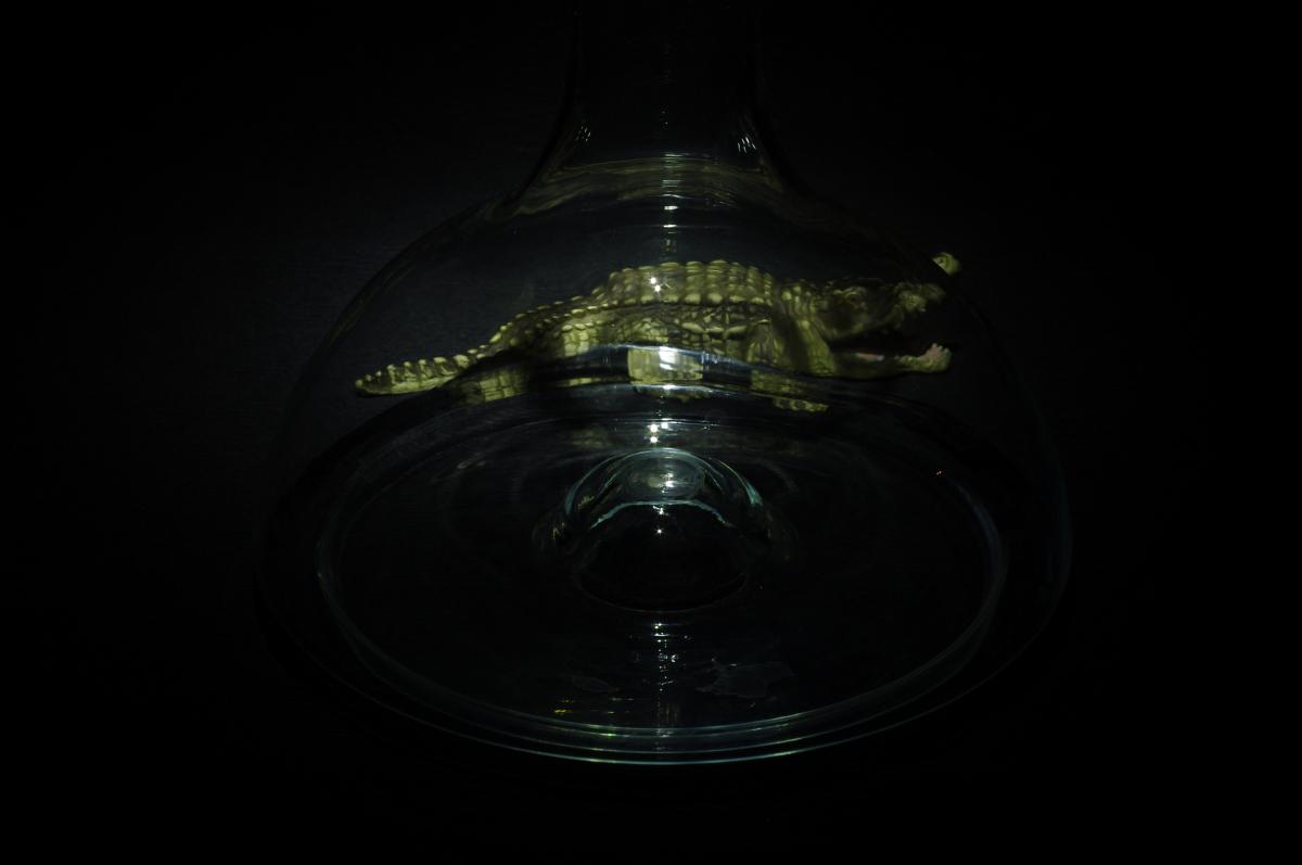 Das Krokodil und das Licht