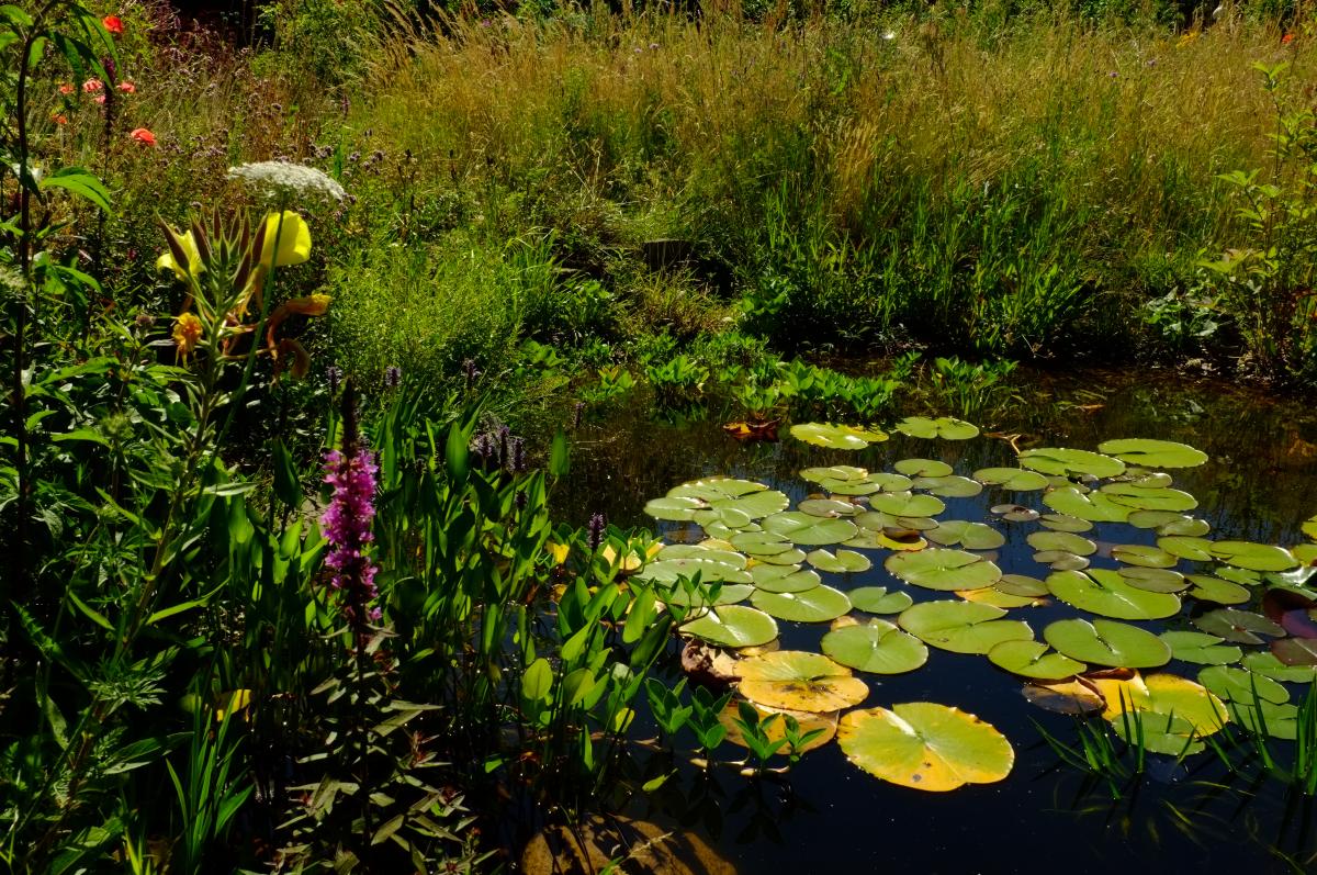 Imkerei_Buss_Gartenteich