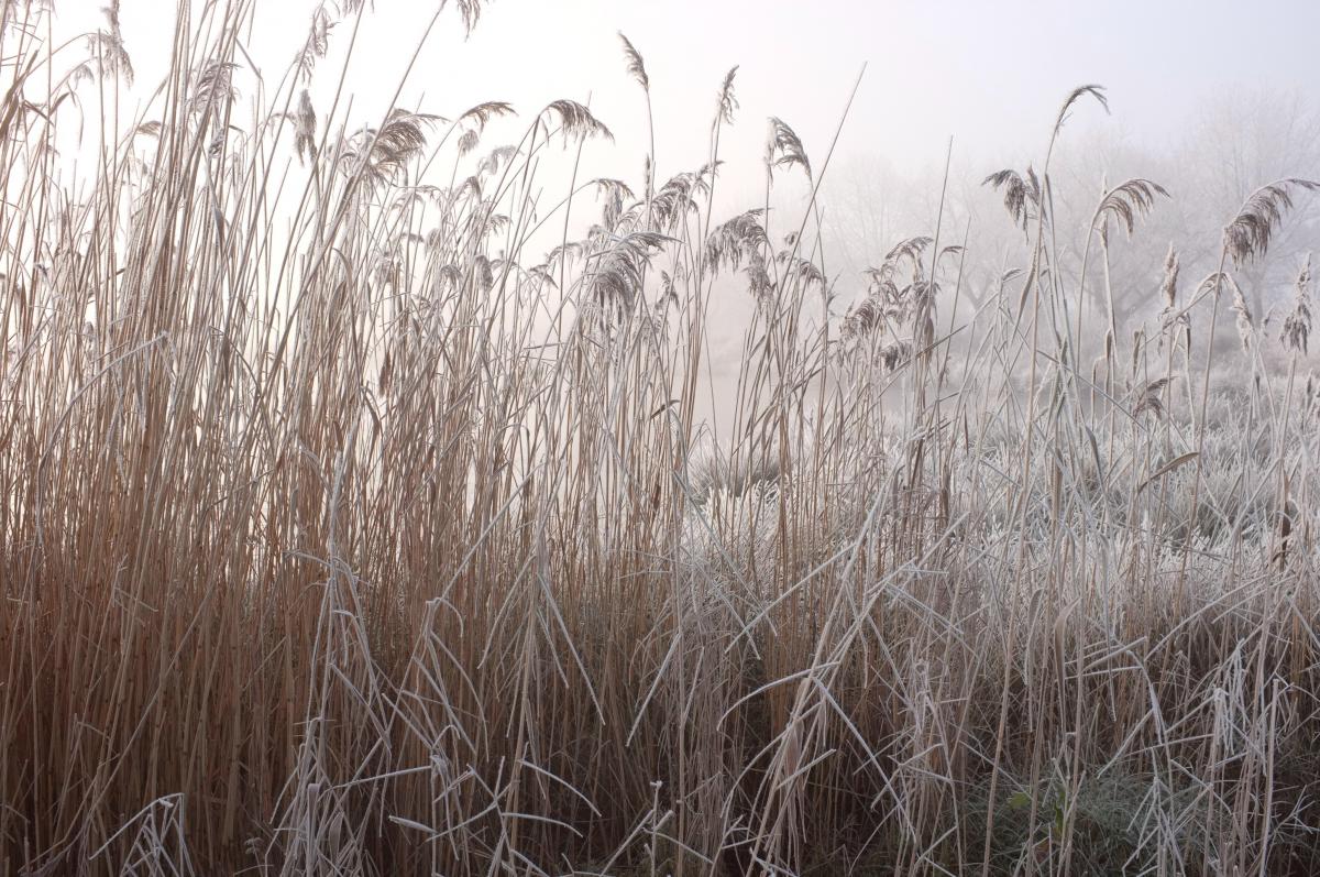 Schilf- Licht am Sandwater