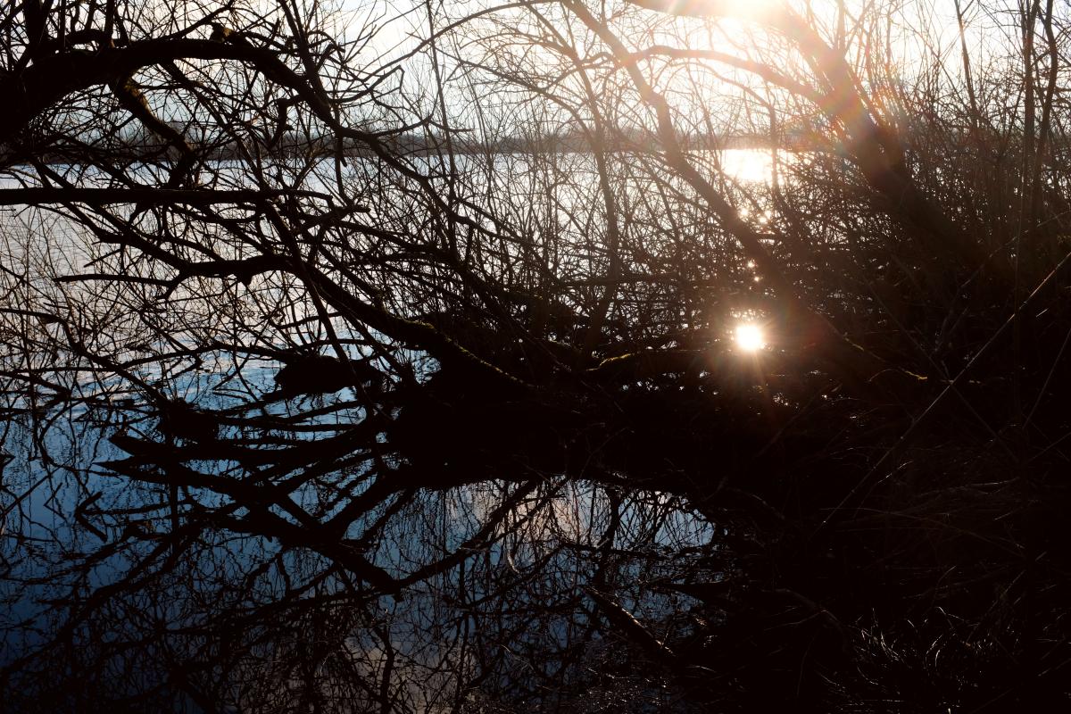Die Sonne kommt durch das Unterholz