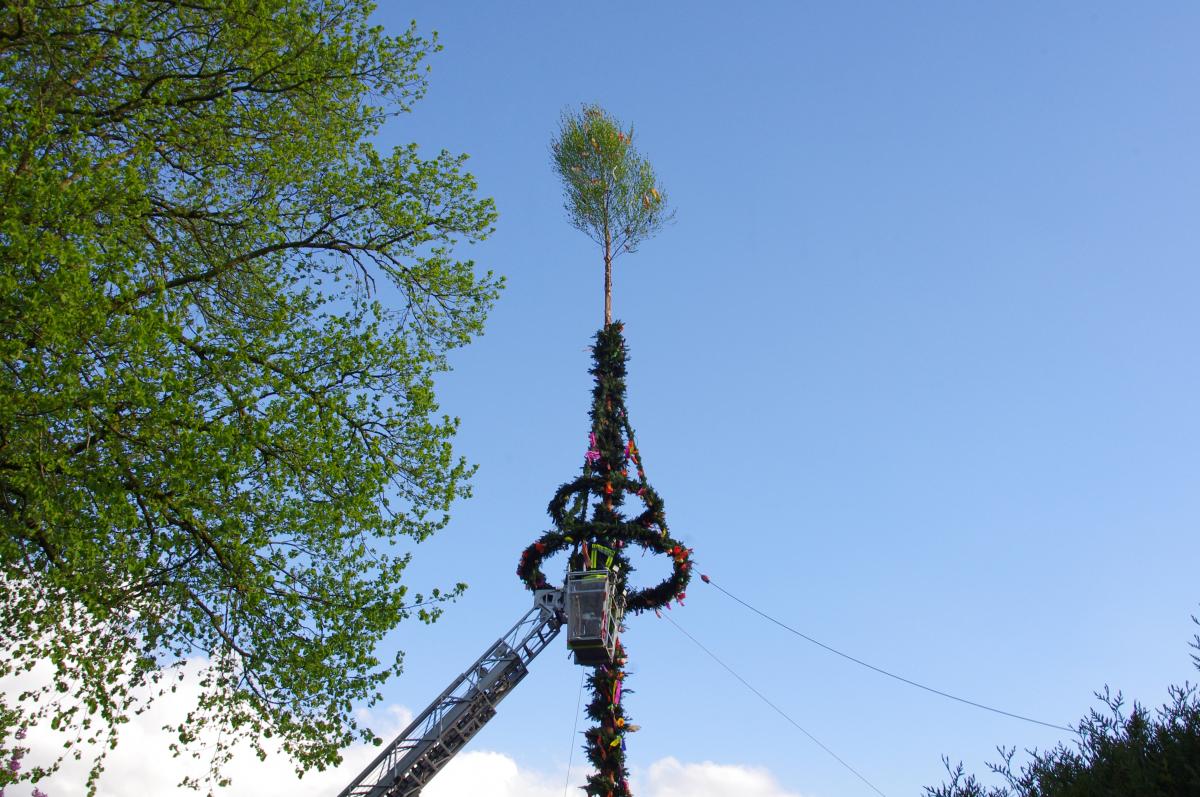 Maibaum 2018